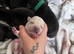 Frenchbulldog pups