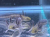 Axolotl babies