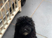 Toy Poodle Puppy KC reg health tested parents