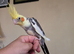 Baby Male Cockatiel