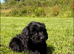 Ready to leave now!! GOLDENDOODLE PUPPIES