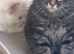 Cute n cuddly kittens for sale