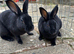 Beautiful Baby Rex Bunnies 2 Boys Available