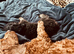 Cockapoo X Toy poodle puppies Red