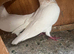 Very nice and very good and healthy white and yellow racer