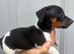 Jack Russell puppy’s for sale