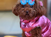 1.2 kg poodle for sale
