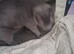 Russian blue babies stunning
