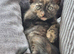 8 weeks old tortoiseshell kitten looking for new family