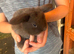 Mini lops