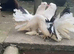 A beautiful pair of Fantail