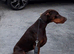 Adult chocolate doberman