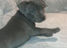Beautiful Blue Staffordshire bull pups  ready now