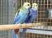 Rosella
