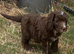 Chocolate cockapoo boy. Fully vet checked and 1st vaccs.