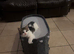Health-Checked Mixed Breed Kitten Seeking Permanent Placement