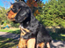 Show type working cocker spaniel puppies 1 boy left