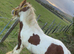Skewbald colt