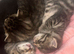 2 female kittens available