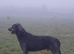 Irish Wolfhound Stud