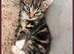 Two Adorable Kittens Available Now