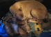 Beautifull whippet puppies