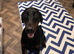 Doberman Female