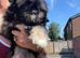 3 pups for sale