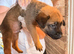 5 beautiful Malinois cross Turkish kangal puppies for sale