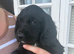Cocker spaniel pups for sale