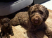 F1 CHOCOLATE COCKAPOO FOR STUD