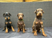 Beautiful family dobermanns *3 pups left *