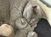 British shorthair kittens
