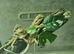 4 Baby Bearded Dragons
