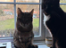 Two Beautiful Male and Female Companions