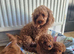 Red Toy Poodle Puppies