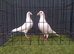 White bussheart breeder pair
