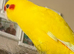 Handreared baby Kakariki
