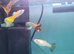 Only &pound;30- An aquarium set up with 13 Guppies
