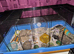 Syrian hamster with cage