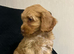 Beautiful Cockerpoo Puppies