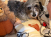 Female yorkiepoo for rehoming