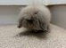 10 Week old Male Rabbit For Sale