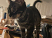 Stunning Melanistic Bengal male kitten