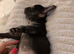 French bulldog girl
