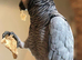African Grey Female 3 year old