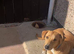 Saluki bull lurcher 12 months old