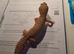 Female Leopard Gecko