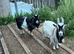 Pygmy billy goats