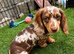 Stunning KC Registered miniature dachshund puppy